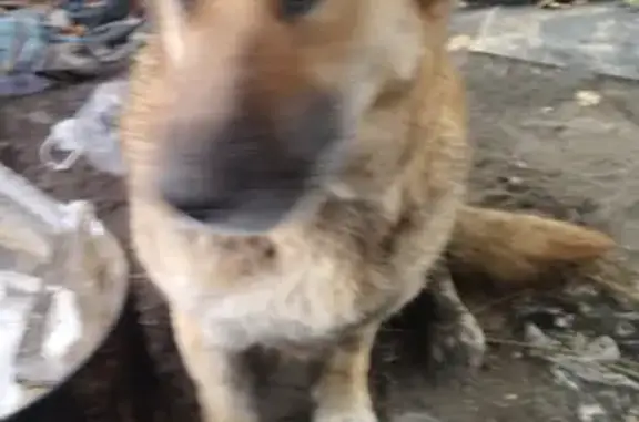 Пропала крупная собака в окрестностях Воронежа, окрас чепрачный-черный
