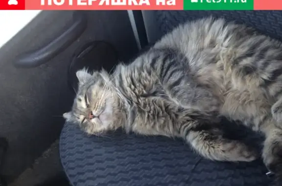 Объявления о пропавших и найденных животных, Саранск, фото: Пропал кот Кузьма в районе телевизионного завода, г. Саранск