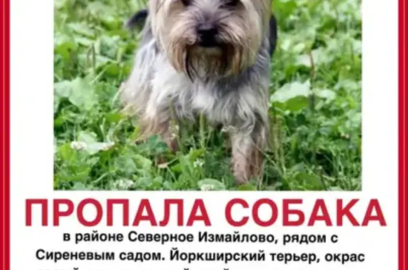 Пропала собака на Щёлковском шоссе, Москва
