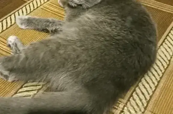 Найден котик на Тобольской 17 в Красноярске