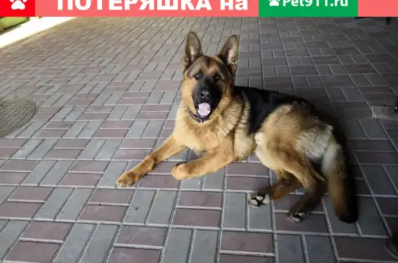 Пропала собака Мухтар в районе стадиона Ленина, Орел