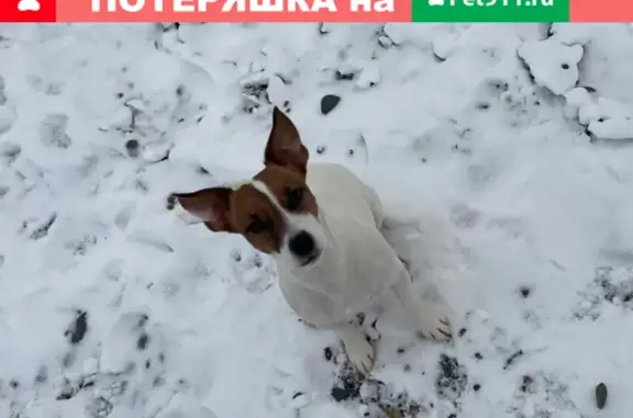 Пропала собака Лиля на Крайней улице, Красноярск