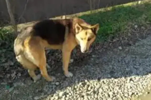 Найдена собака в Российском на ул. Академика Королёва, 74
