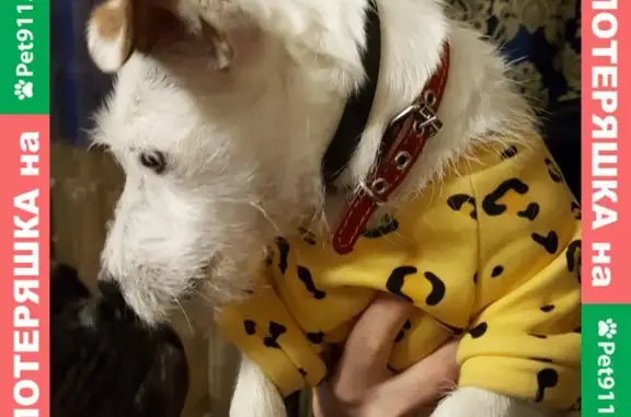 Найдена белая собака породы Джек Рассел с клеймом на животике на ул. Софьи-Перовской, Астрахань