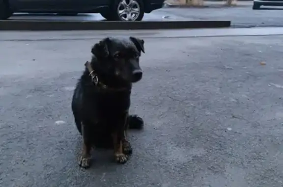 Собака ждет хозяина на ул. Шевченко, 4 в Липецке.