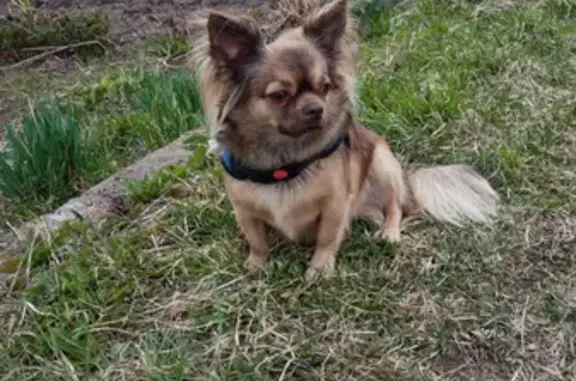 Собаки потеряшки, Санкт-Петербург, фото: Потеряшка собака Чихуахуа на шоссе Революции, СПб, помогите найти!