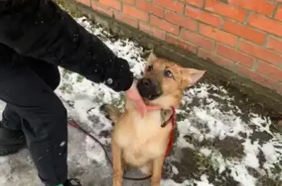 Найдена собака на Северной Горе, Калининград