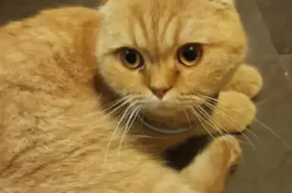 Найден вислоухий кот на ул. Бородинской, Краснодар