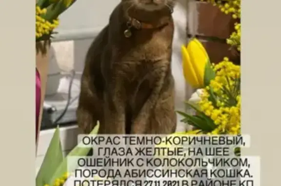 Пропал кот в Царевщине, Самарская область