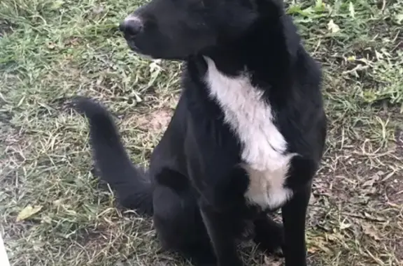 Найдена умная и игривая собака в Прилесном, Всеволожском районе