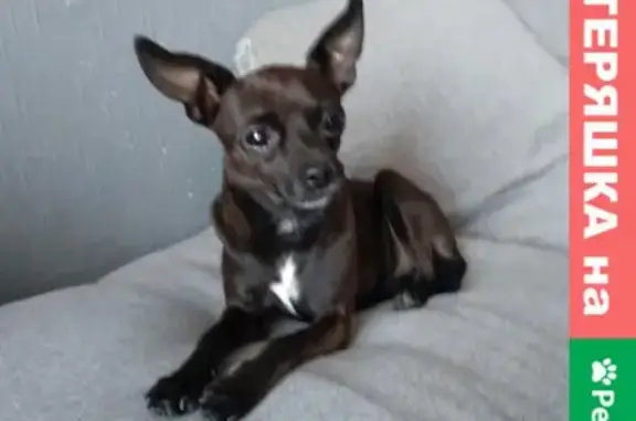 Найденные животные Ростов-на-Дону, фото: Найден тойчик на ул. Вавилова, Таганрогская