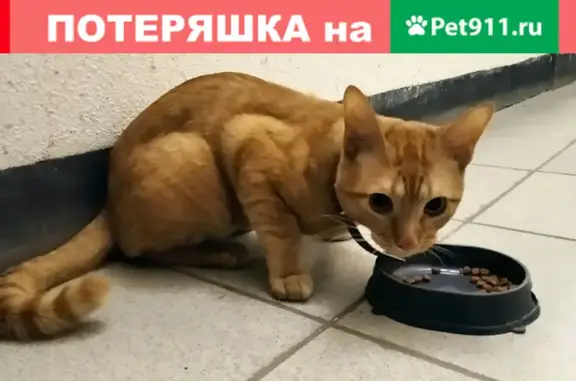 Найден дружелюбный кот с ошейником на ул. Г. Амелина, 20, Калуга