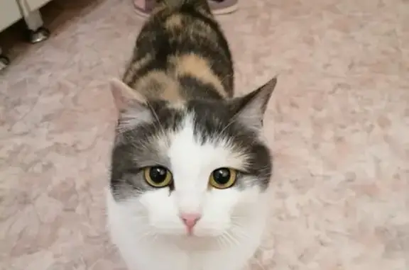 Найдена кошка на ул. Журналистов 14, Казань