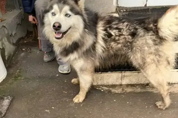 Найдена собака в Ростокино, Москва