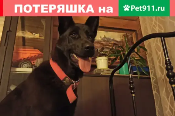 Пропала собака Шварц в Кульсеитово, Казань