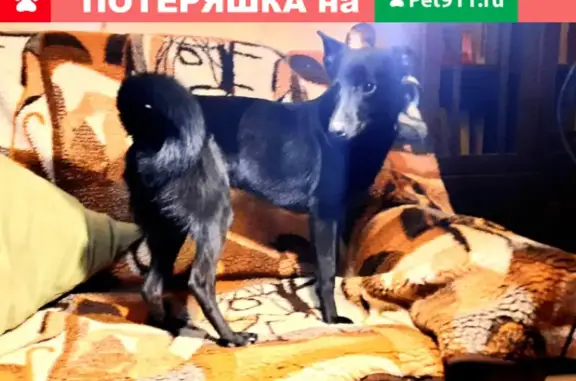 Найден пёс в Железнодорожном р-не, Рязань