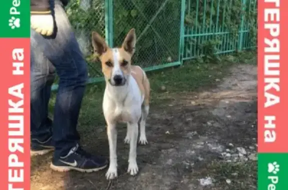 Собака найдена в СНТ Фрегат, Энгельсский район
