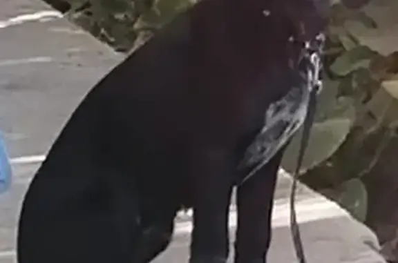 Пропала собака Джек на Радомской, Волгоград