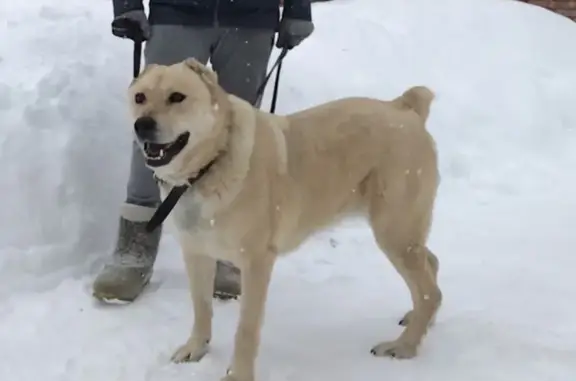 Пропала собака Багира в СНТ Скоротово, Одинцовский округ