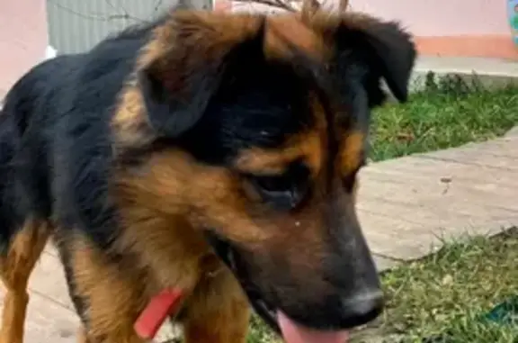 Собаки потеряшки, Москва, фото: Потеряшка собака в Коровино, SOS!