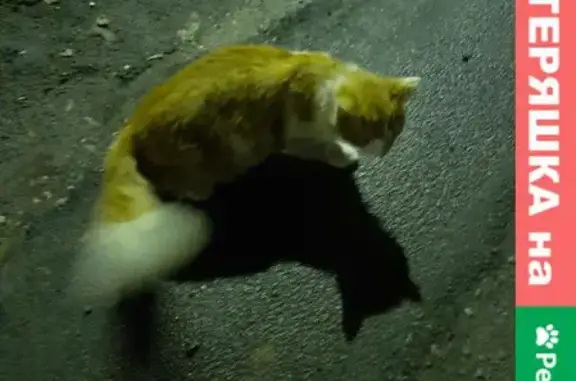 Найдена кошка на пр. Победы 111 в Пензе