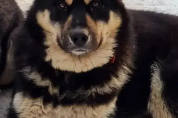 Пропала собака в Борисково, Казань
