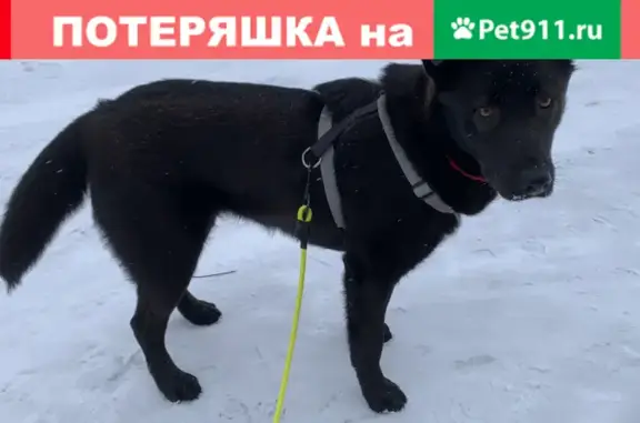 Найденные животные Москва, фото: Собака найдена в Южном Бутово, ул. Южнобутовская 66.