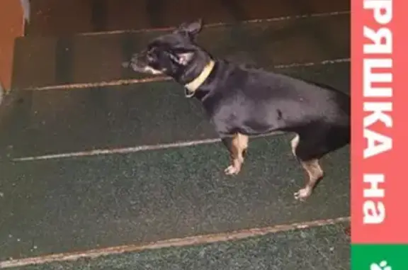 Собака найдена на Калинина 52 в Пермском городском округе.