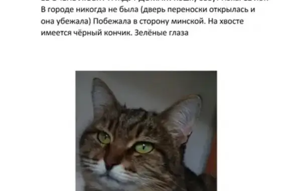 Пропала кошка на улице Пирогова, Чебоксары
