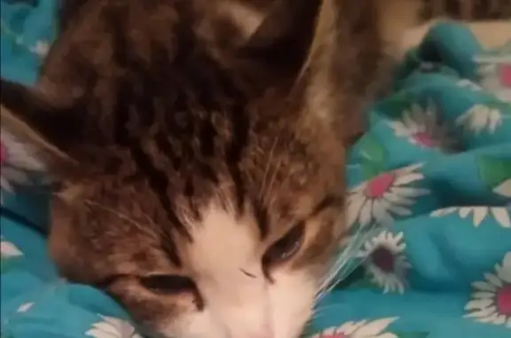 Кошки потеряшки, Ижевск, фото: Потеряшка кот с улицы Гагарина, 77, Ижевск.