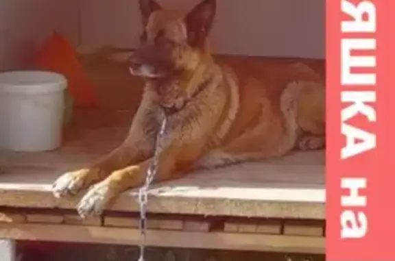 Найдена собака в Коммунаре, без чипа, ищем хозяина