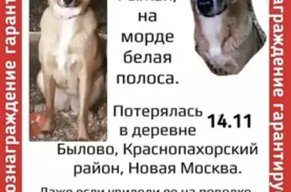 Пропала собака Бусинка в Троицком районе на ул. Свердлова, 33