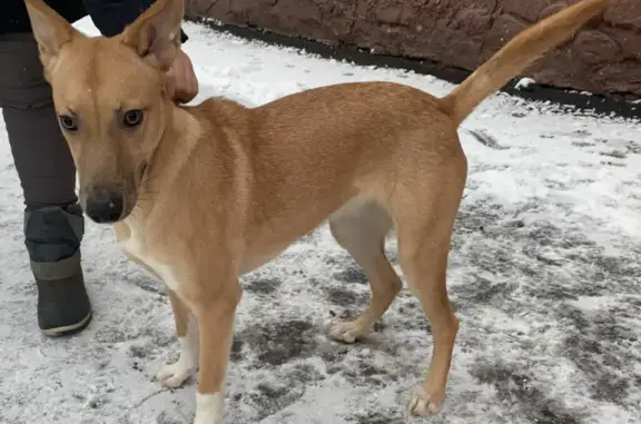 Найдена молодая рыжая собачка в Люберцах