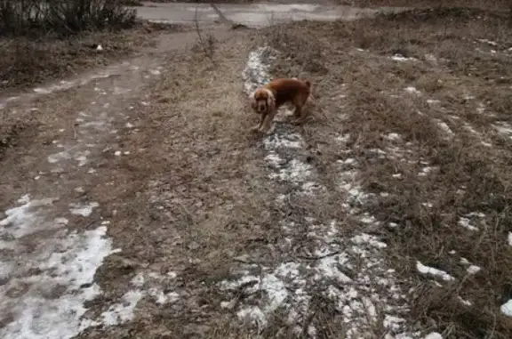 Собака найдена в районе Авиастара, ул. Карбышева, Ульяновск