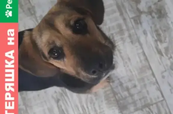 Найдена собака в Ростове на Дону, Александровка