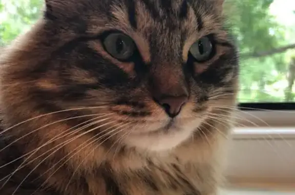 Кошки потеряшки, Казань, фото: Потеряшка кошка Мауи на проспекте Победы 39 в Казани