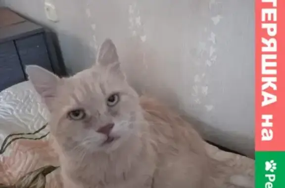 Пропал кот Персик в Петродворцовом районе СПБ