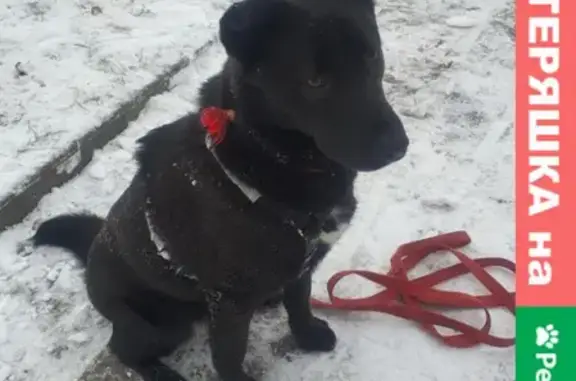 Собака найдена на Южнобутовской улице, Москва