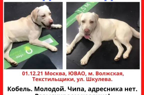 Собака ищет дом на Манежной улице, Москва
