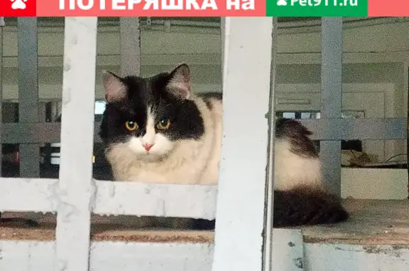 Пропала кошка на ул. Даргомыжского, 20 к2