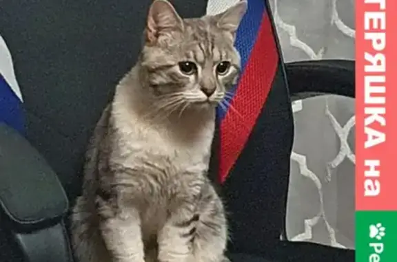 Кот найден на ул. Чишмяле 13, Казань