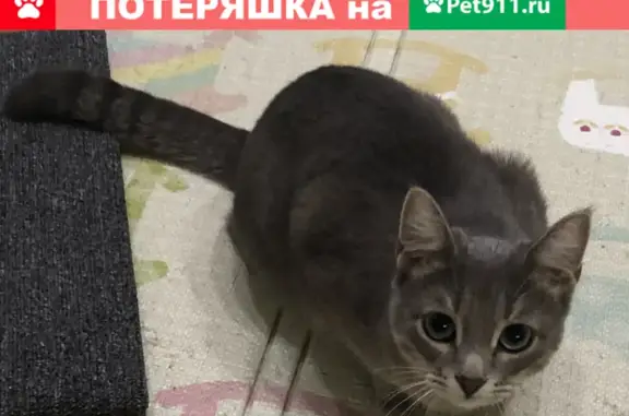 Пропала кошка Мисти на ул. Робеспьера, 5 к1, Ульяновск