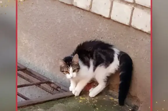 Пропала кошка возле дома на ул. Тургенева, 199/1 в Краснодаре
