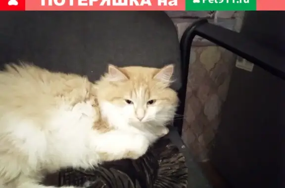 Пропала кошка на Центральной, 39, Поповка