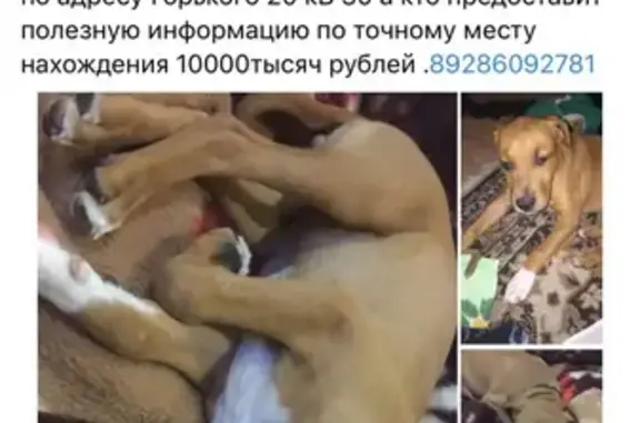 Пропала собака Робсон в Новочеркасске