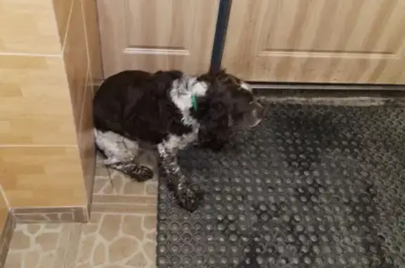 Пропала собака на Грузинской, найден спаниэль на ул. 37А