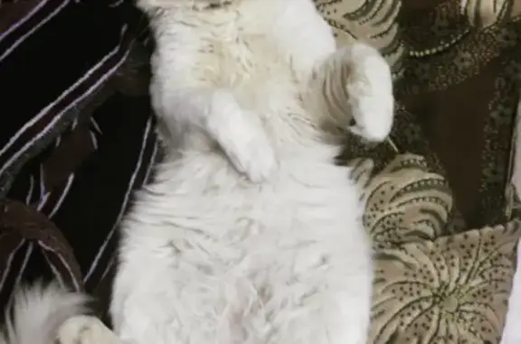 Кошки потеряшки, Санкт-Петербург, фото: Потеряшка кошка Тима на Рябовском шоссе 119 к5, СПб