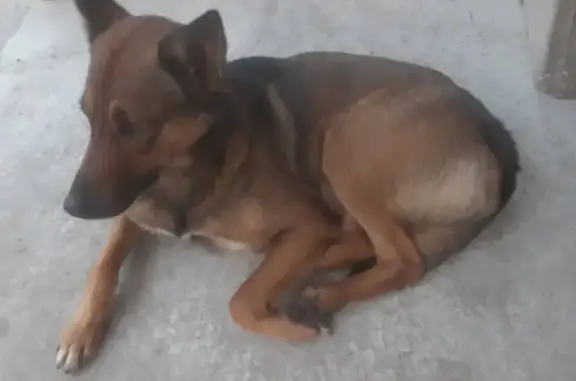 Пропала собака в Скуратово, Тульская область!