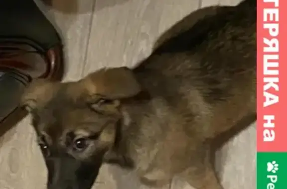 Найдена собака на улице Союзная в Одинцово