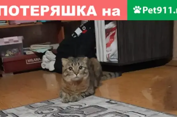 Пропала кошка на улице М. Горького 147, Волгодонск
